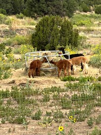 Alpacas