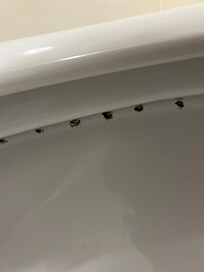 The rim of the toilet