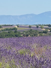 Lavender fields