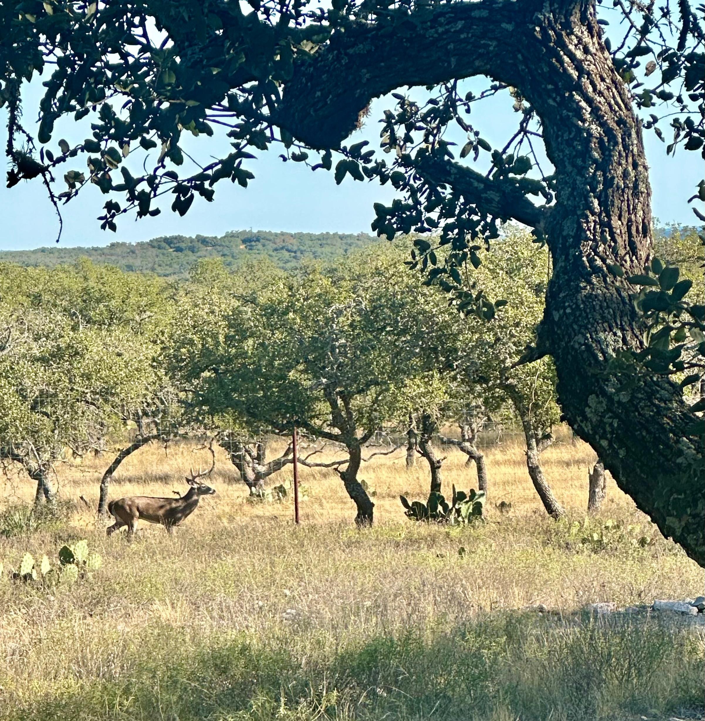 One of the many deer on the property.