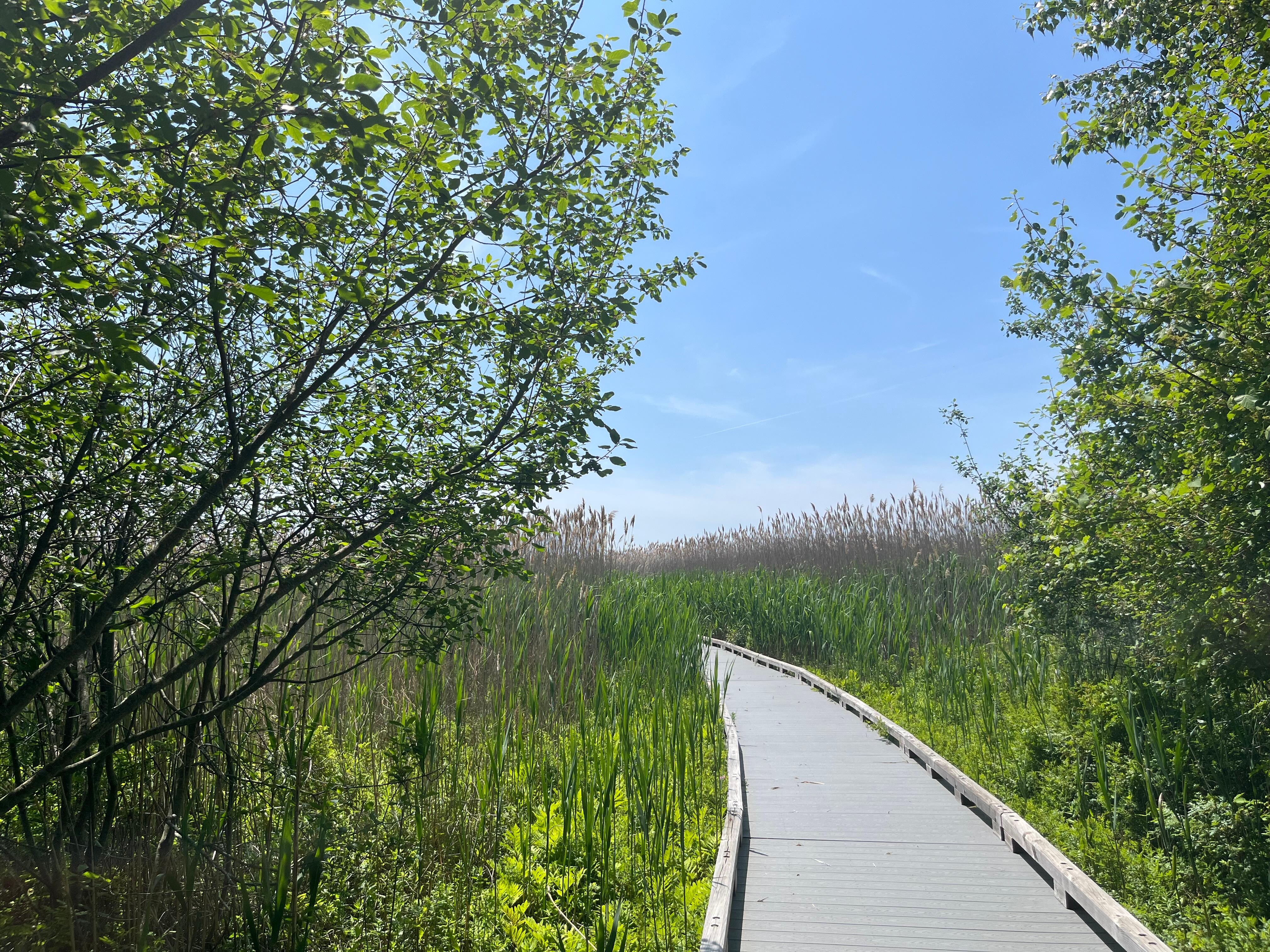 Plum Island