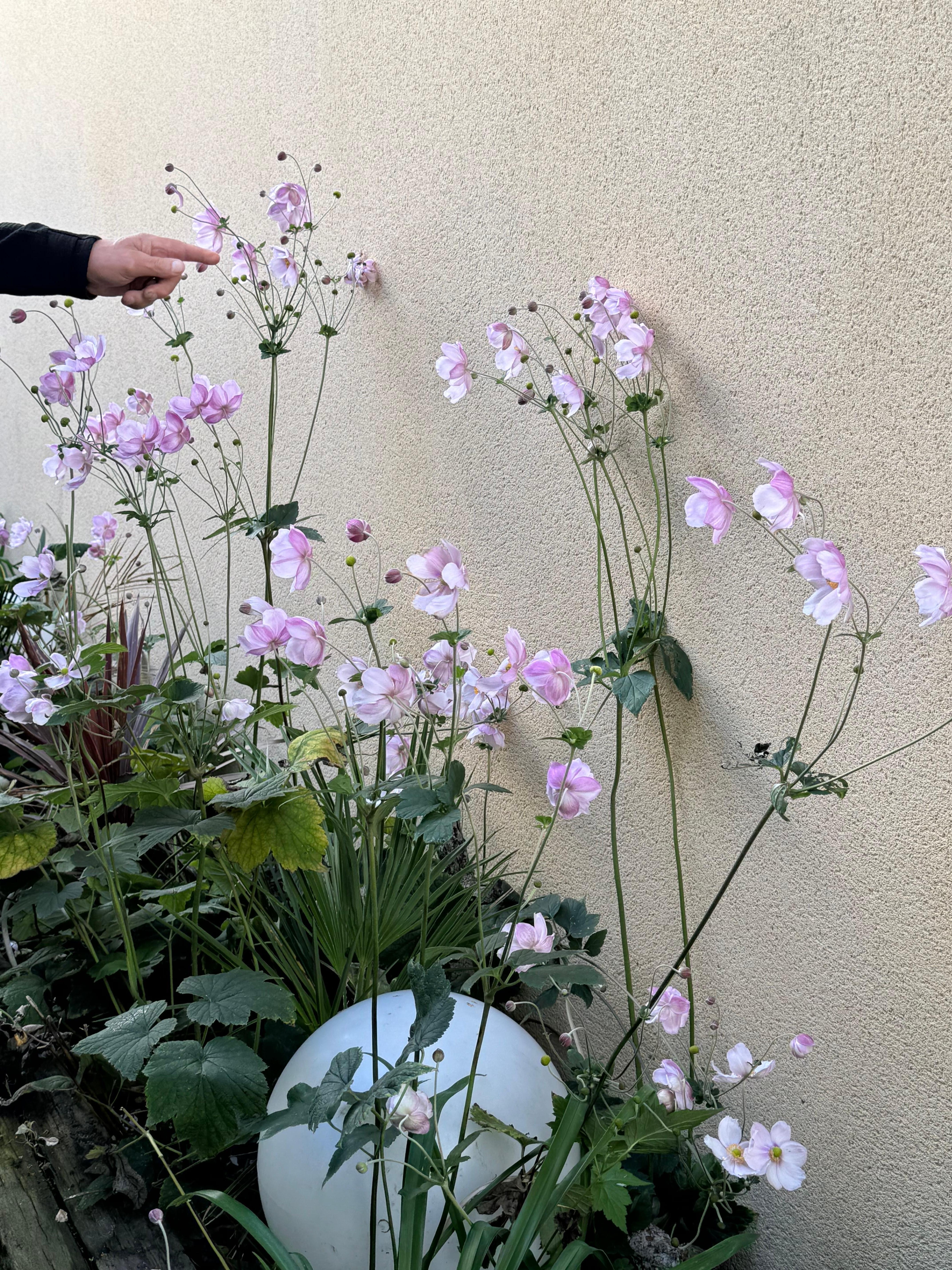 Flowers lining the entryway.  Globes lit up at night.  Very pretty!