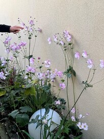 Flowers lining the entryway. Globes lit up at night. Very pretty!