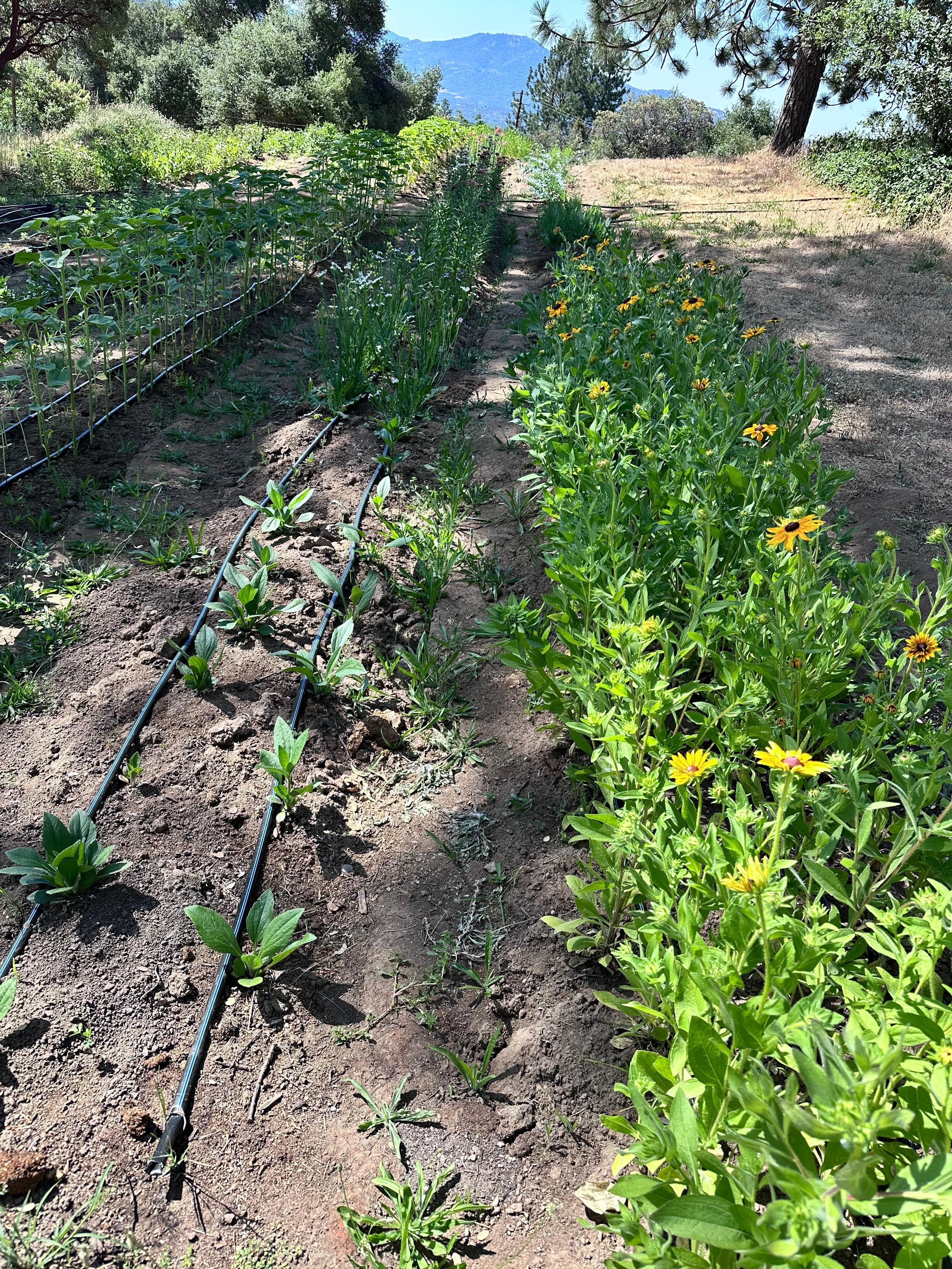 We enjoyed the beautiful flower mini farm. 