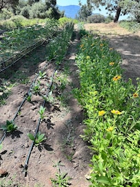 We enjoyed the beautiful flower mini farm.