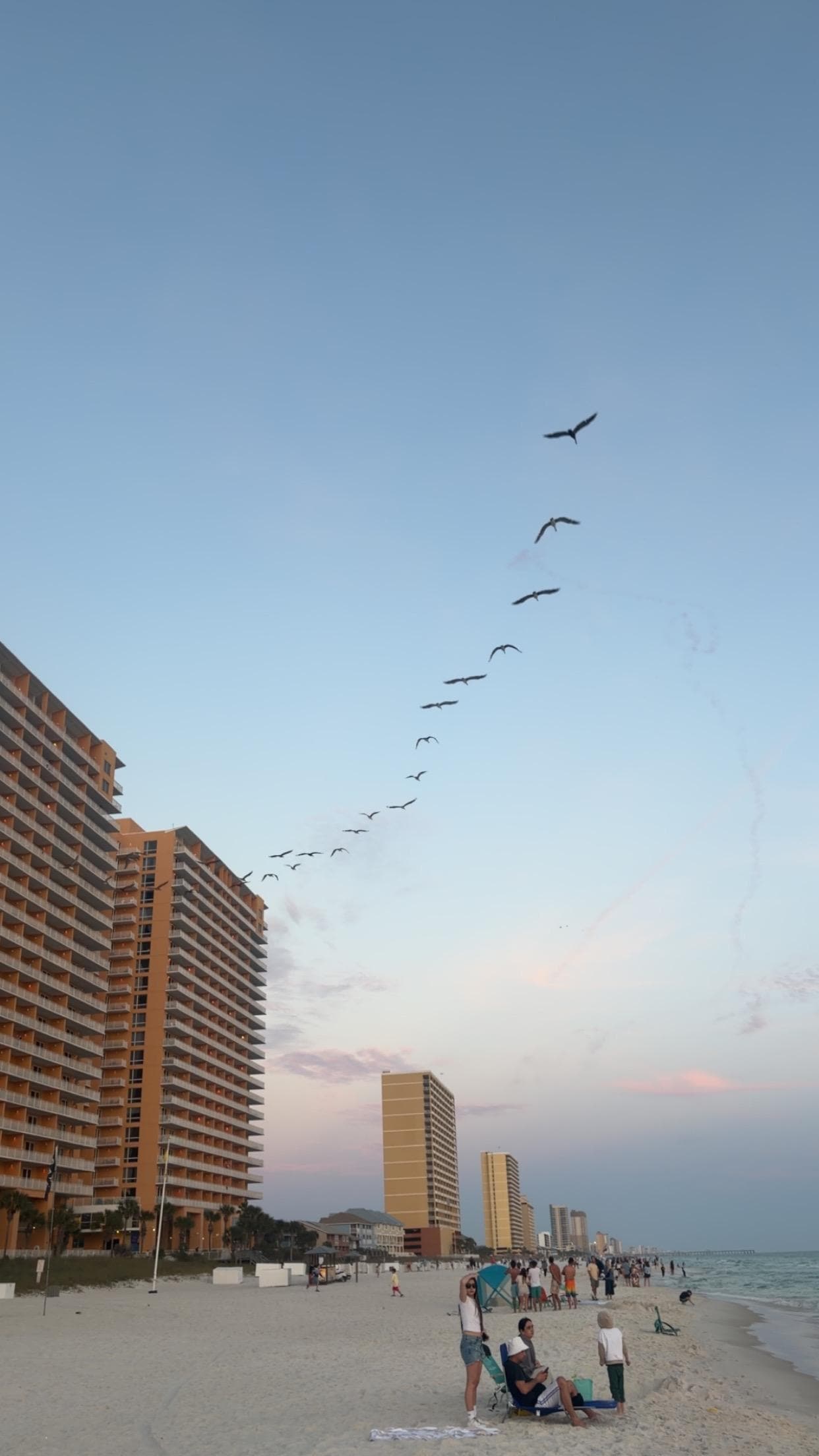 Pelicans 