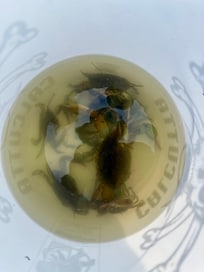 Caught so many crabs!