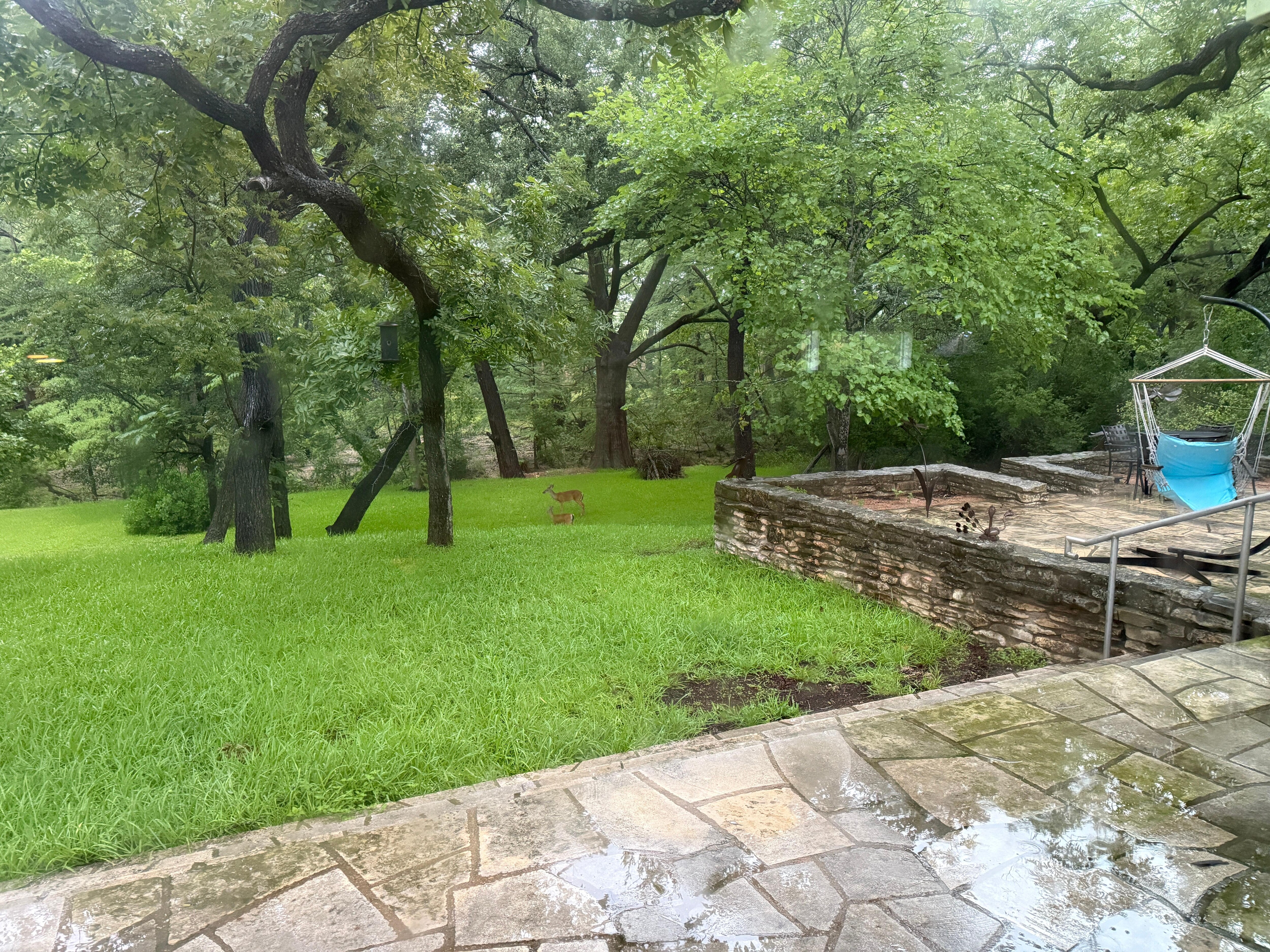 Back yard view