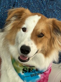 Our dog enjoying the condo.