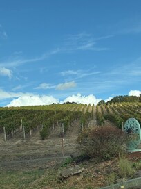Left Coast Estate vineyard