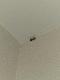 Ladybugs in the corner by the window