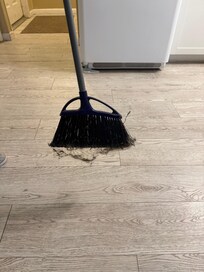 Dog hair