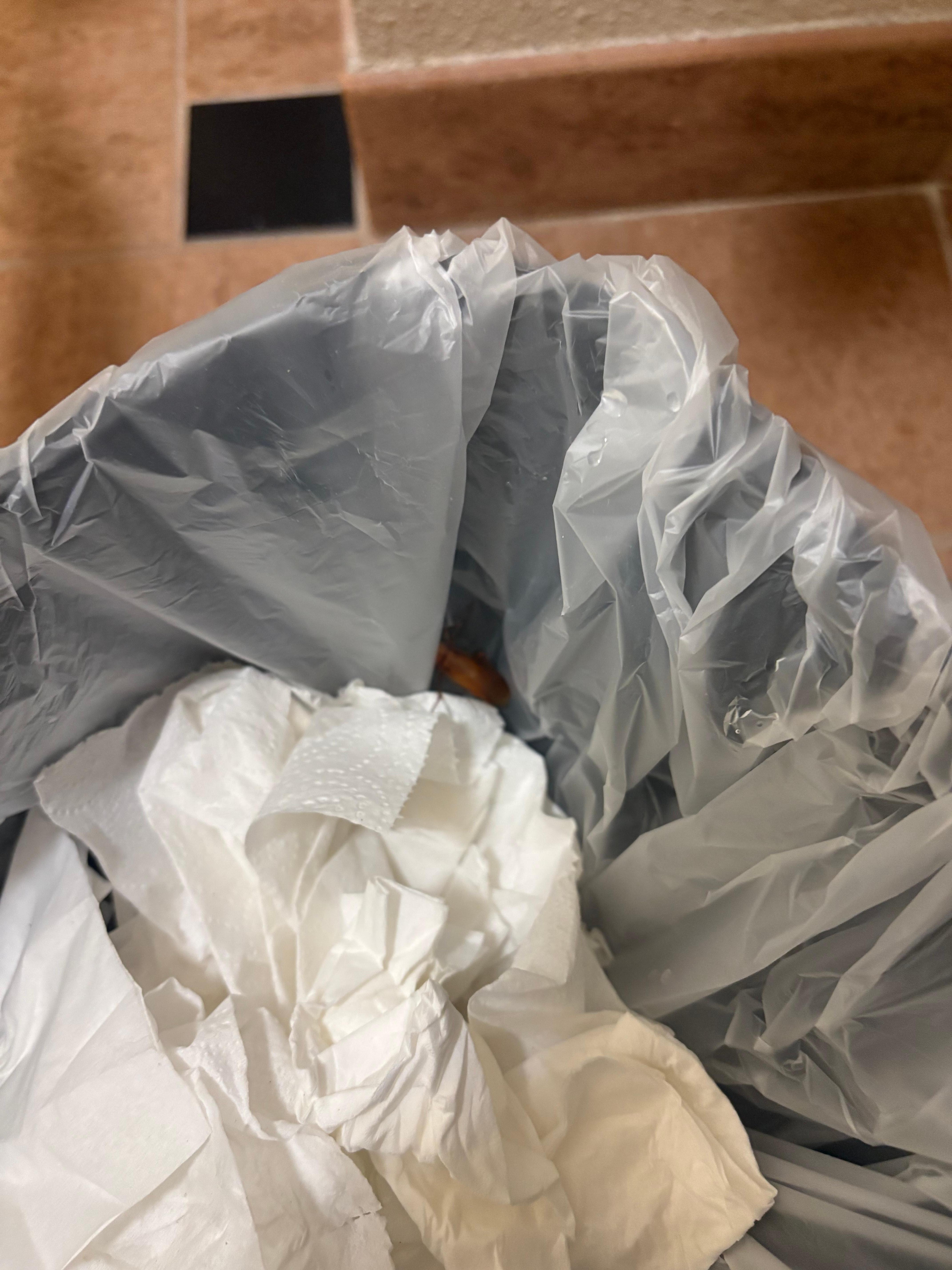 Roach we scooped in trash. 3 in total we saw