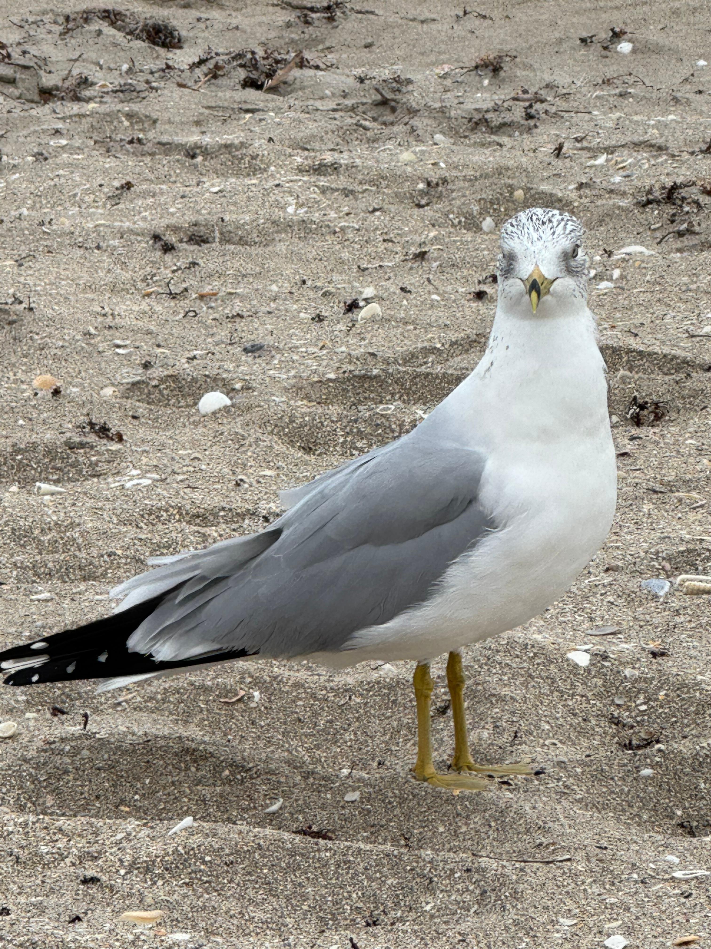 Friend that stopped by to visit. 