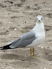 Friend that stopped by to visit.