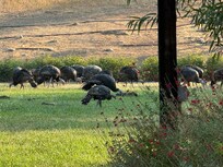 Wild turkey’s morning visit