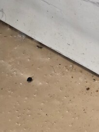 Ants, bugs in pool area