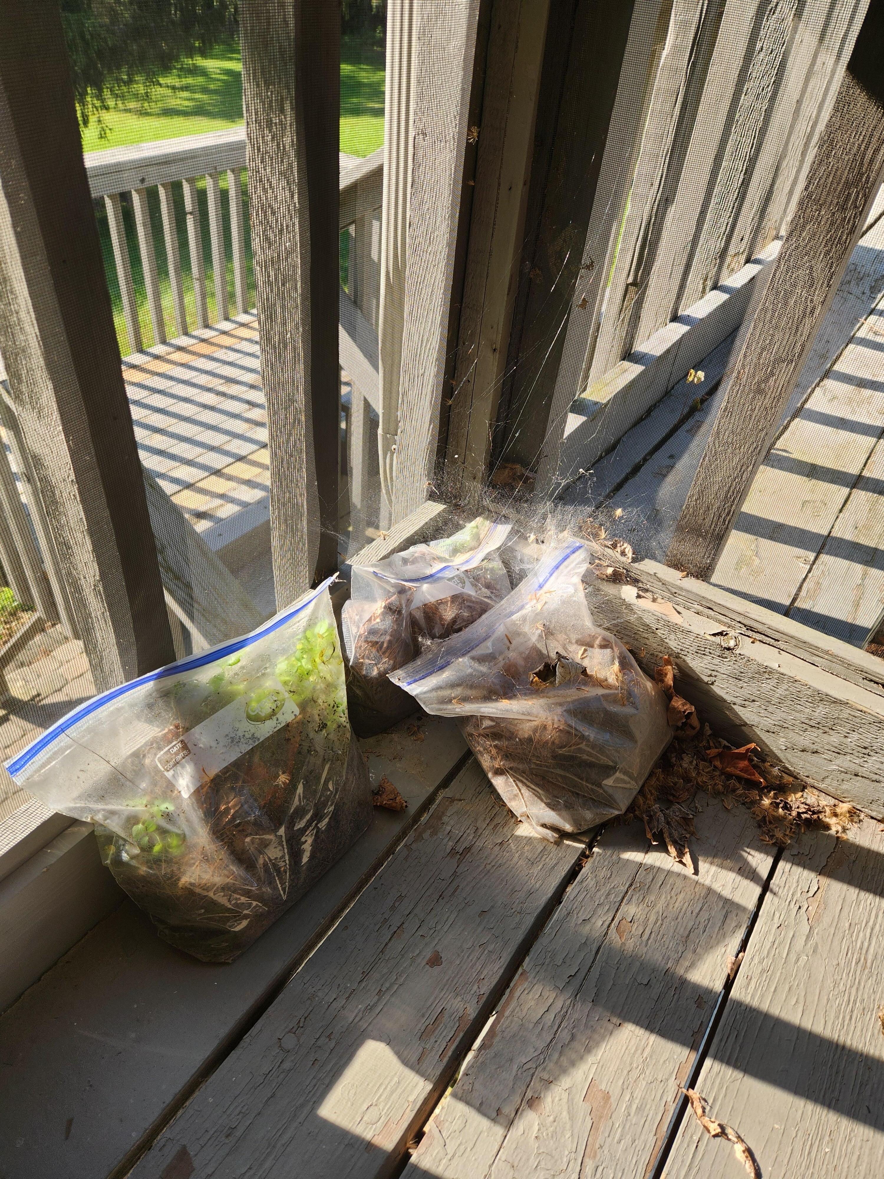 debris in porch