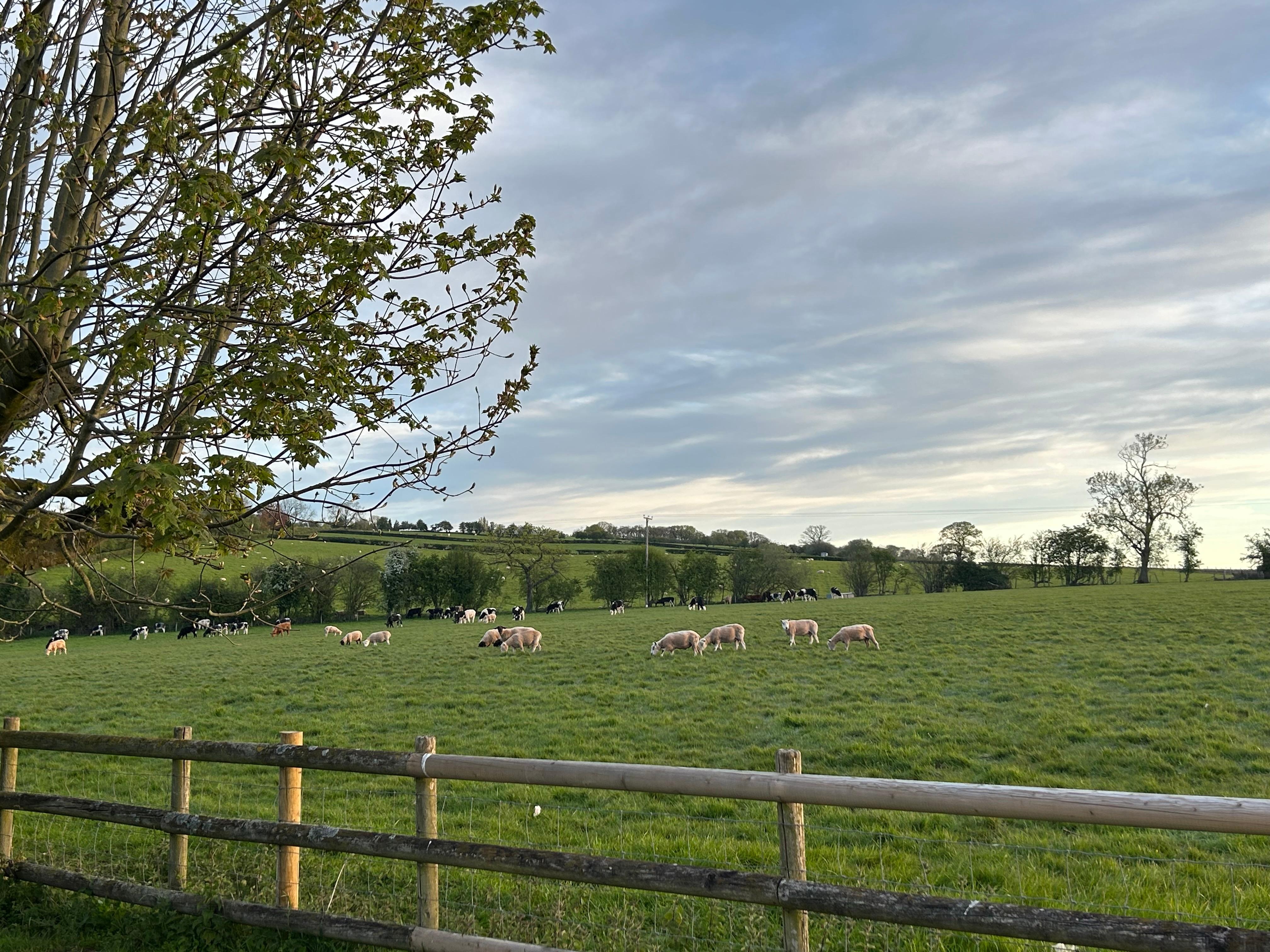The view from the back garden