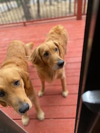 Dogs on the deck!