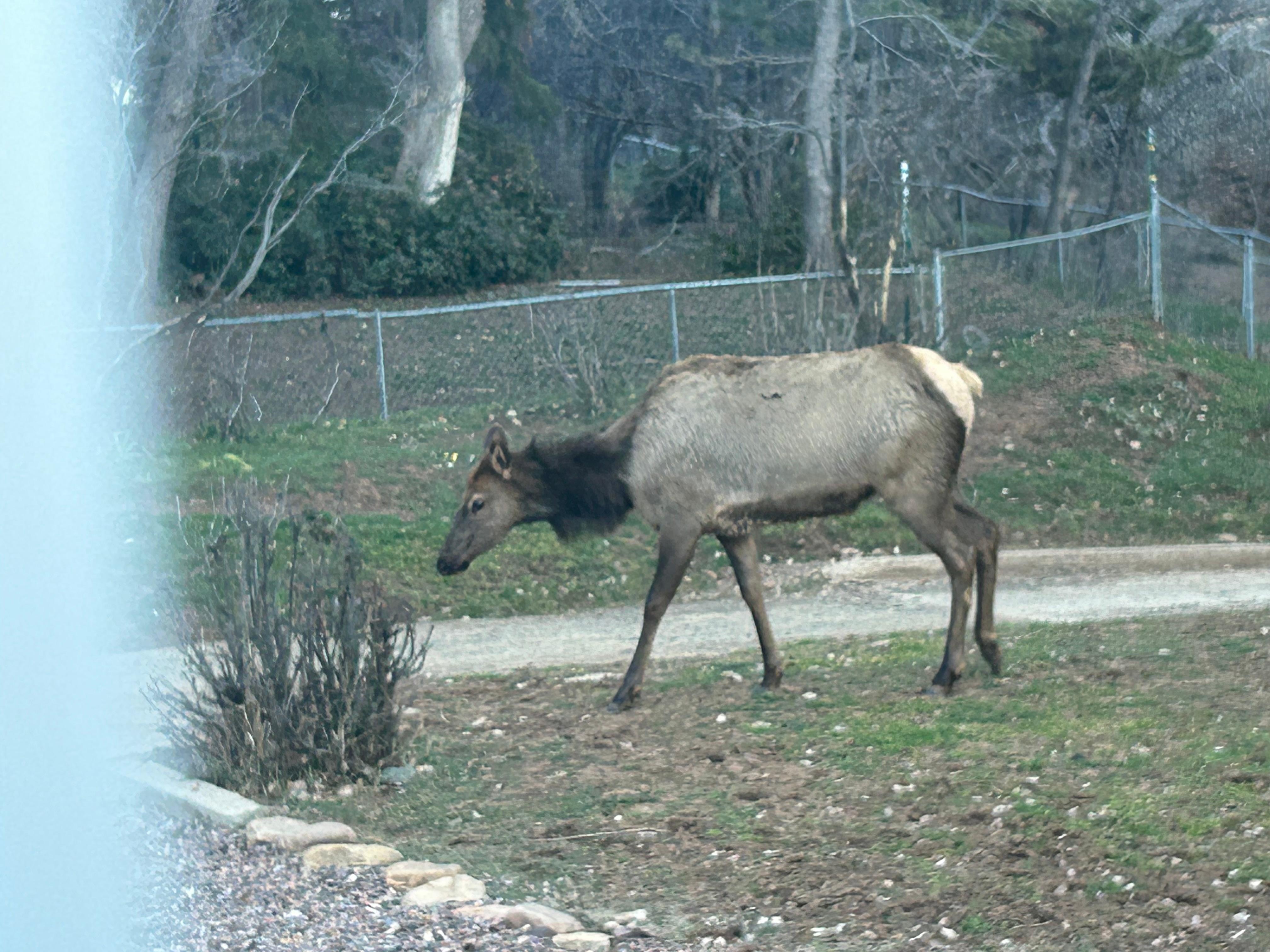 Elk in the yard