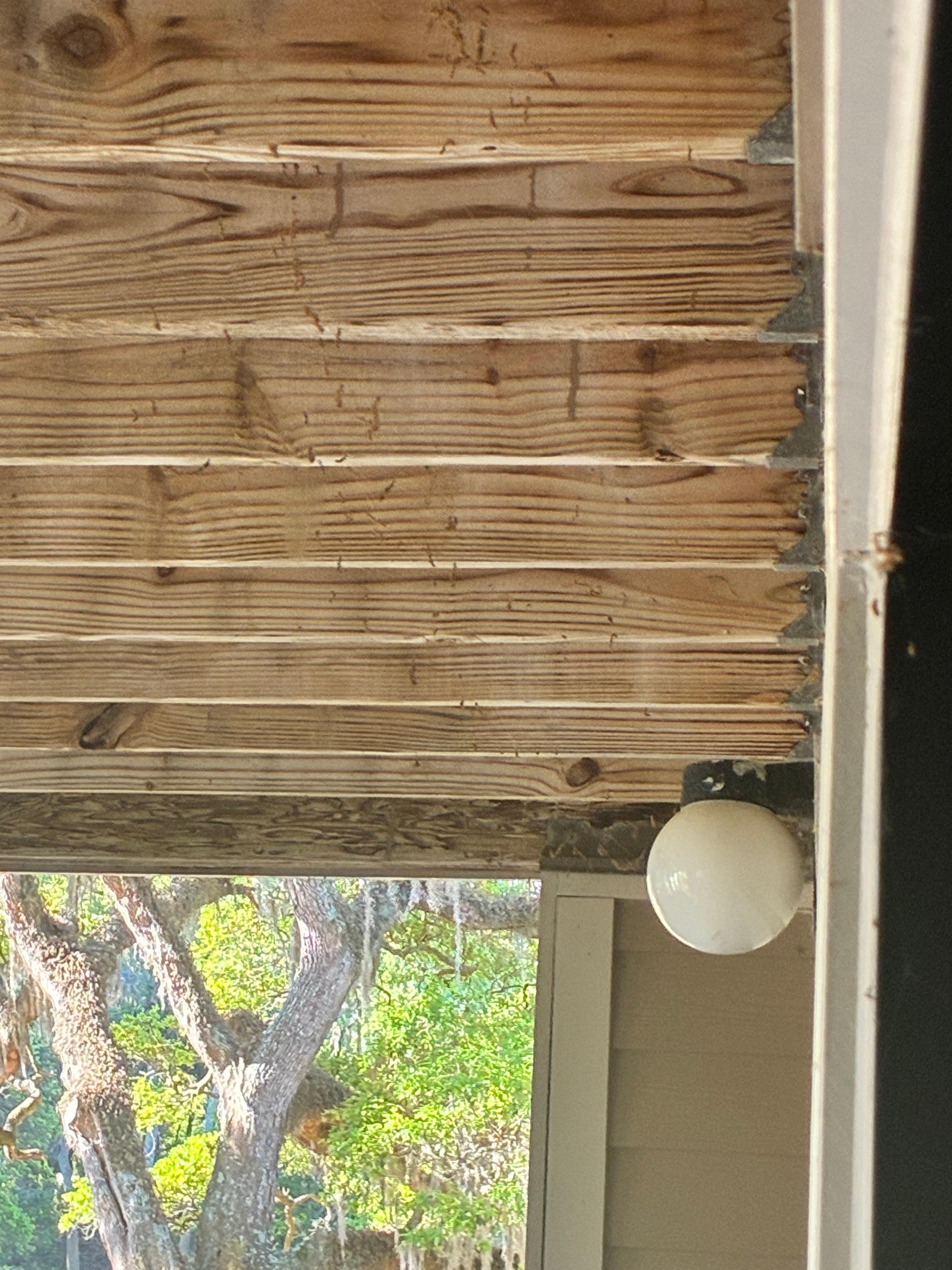 Cobwebs and bugs hanging