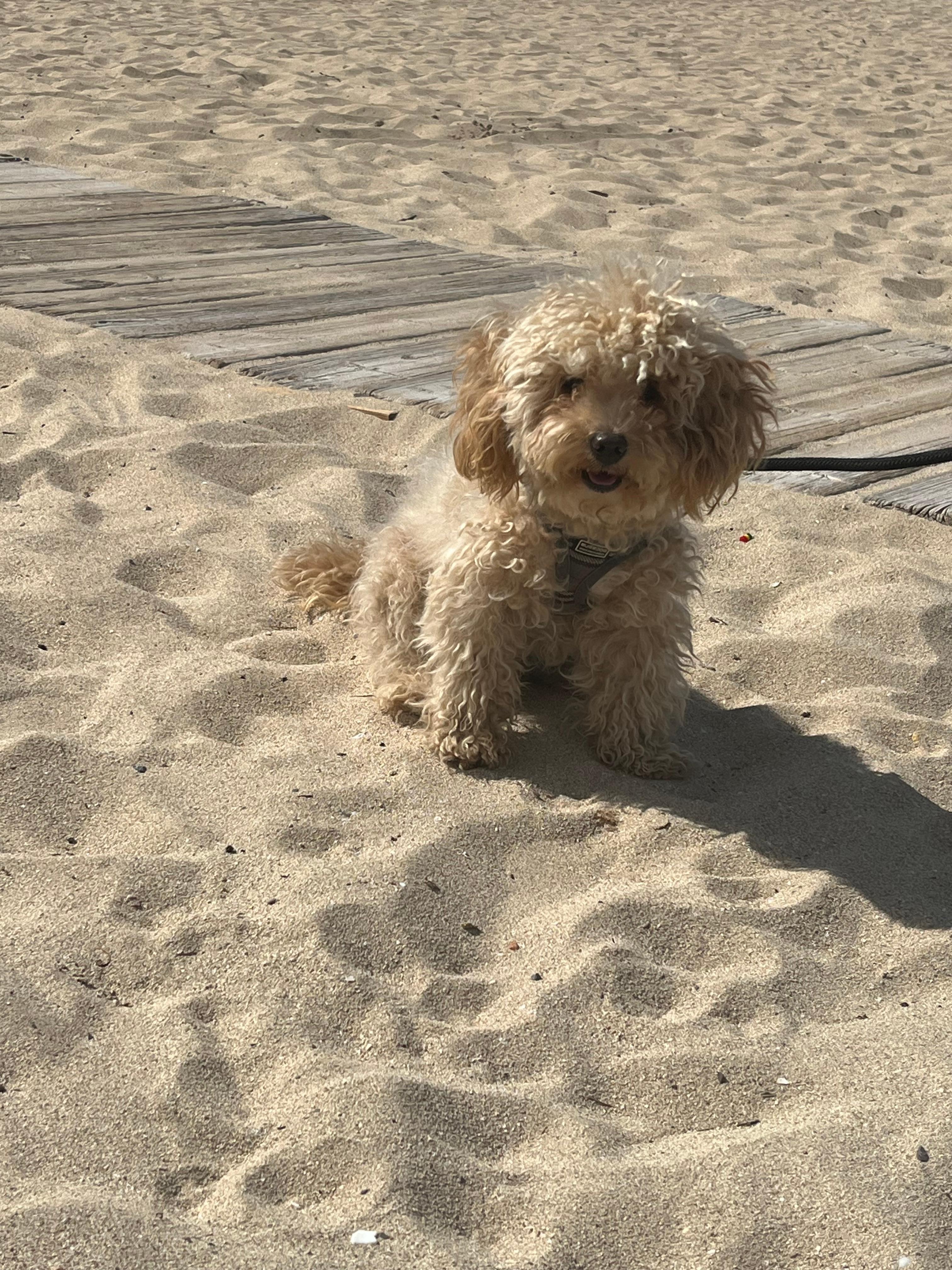 Luna on the beach