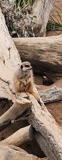 At Taronga Zoo Dubbo