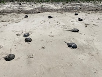 Some of the hundreds of horseshoe crabs during mating season. They were gone by our last night