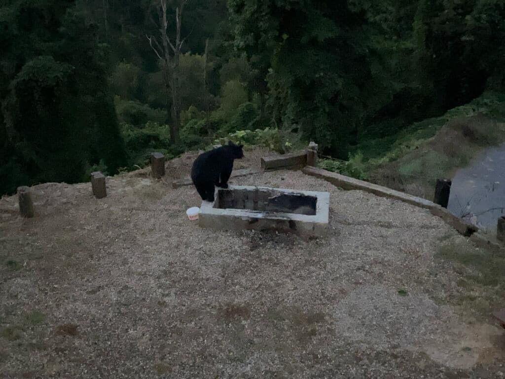 The bear on his daily rounds.