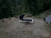 The bear on his daily rounds.