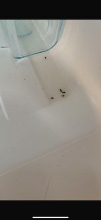Cimetière de fourmi dans le frigo