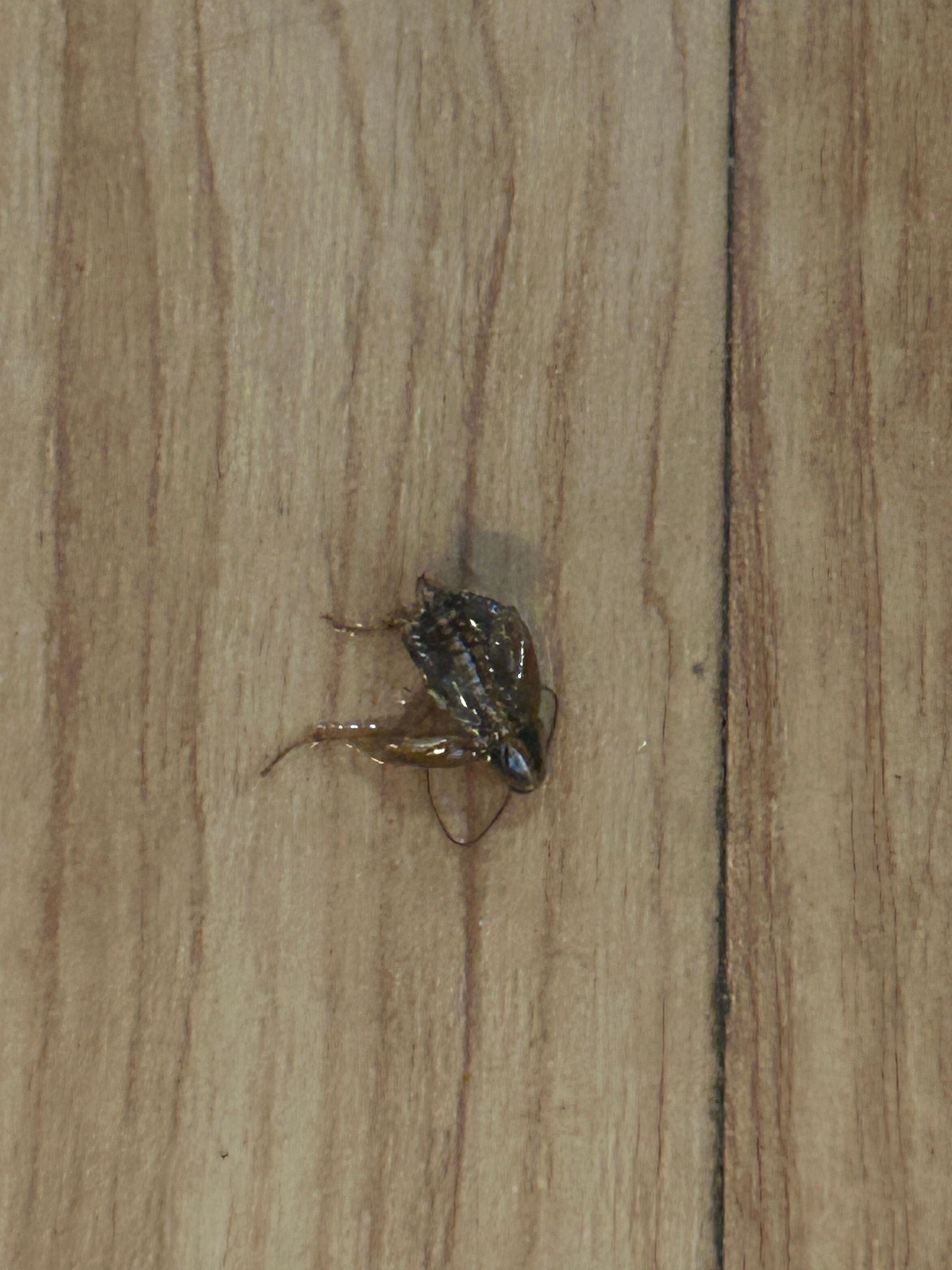 Not sure what type of flying bug this is