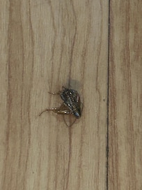 Not sure what type of flying bug this is