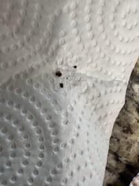 Bugs found