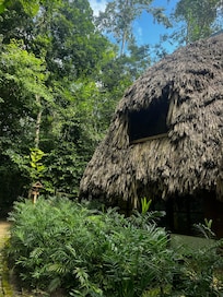 Jungle living