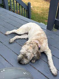 Even the dogs had a great time! Lily just being lazy.