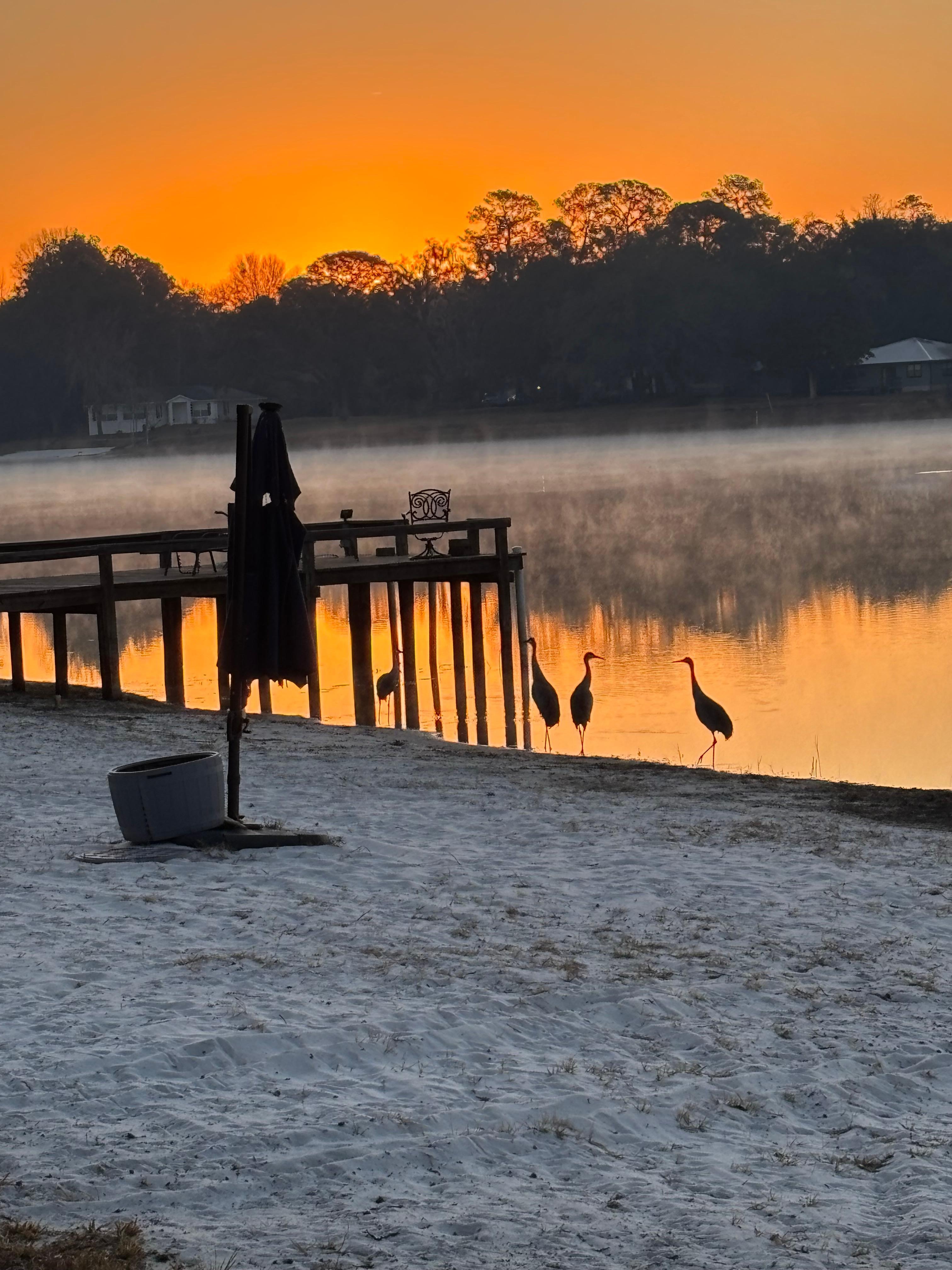 Sandhill Cranes at dawn