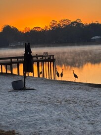 Sandhill Cranes at dawn