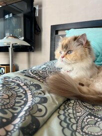 Mia