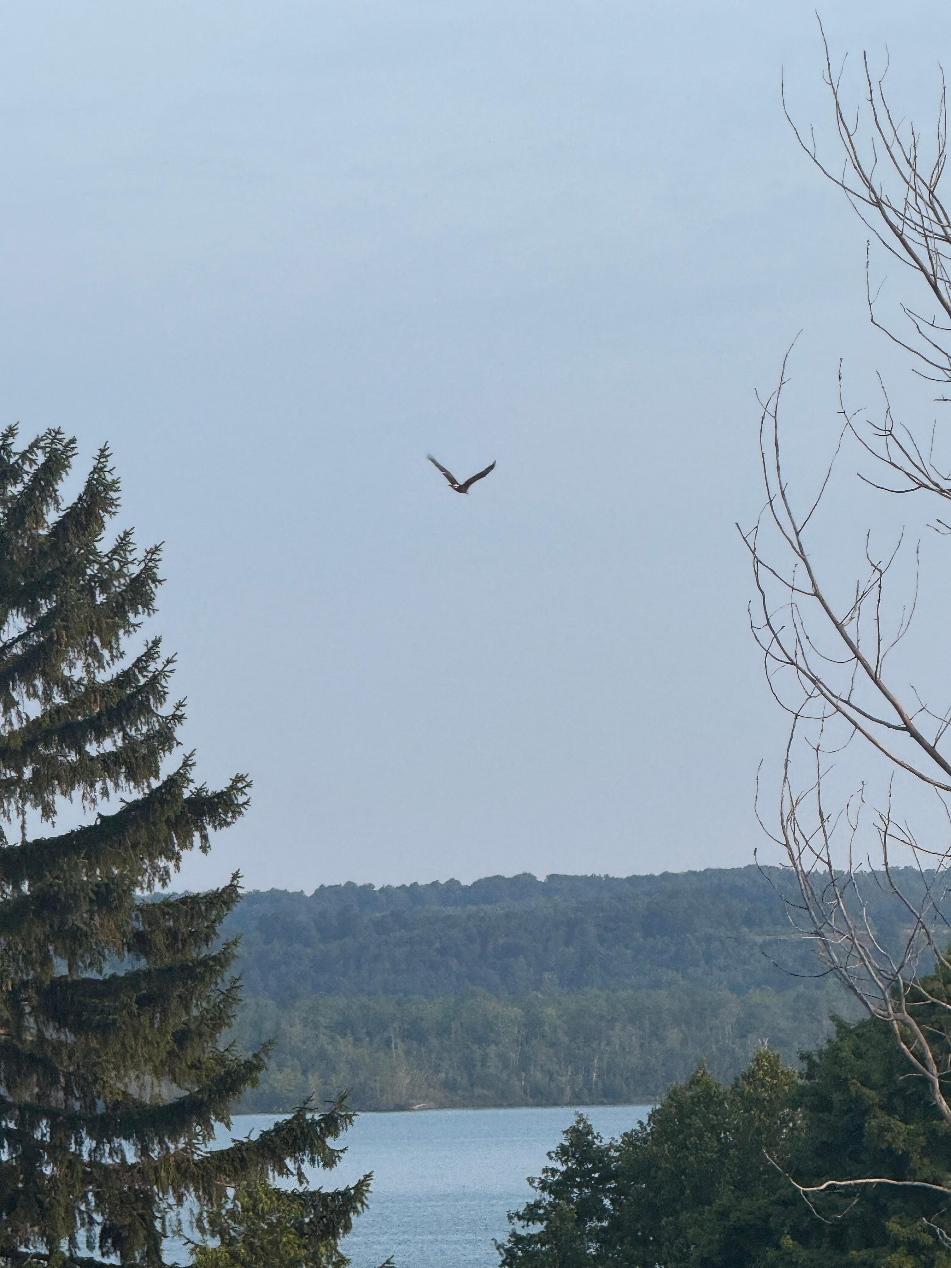 Bald eagle over the lake. 