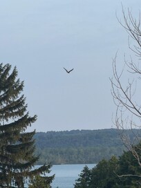 Bald eagle over the lake.