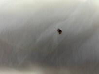 Close up of spider in bed.