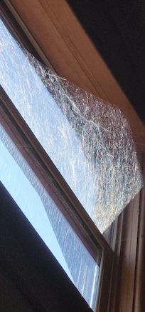 Cobwebs