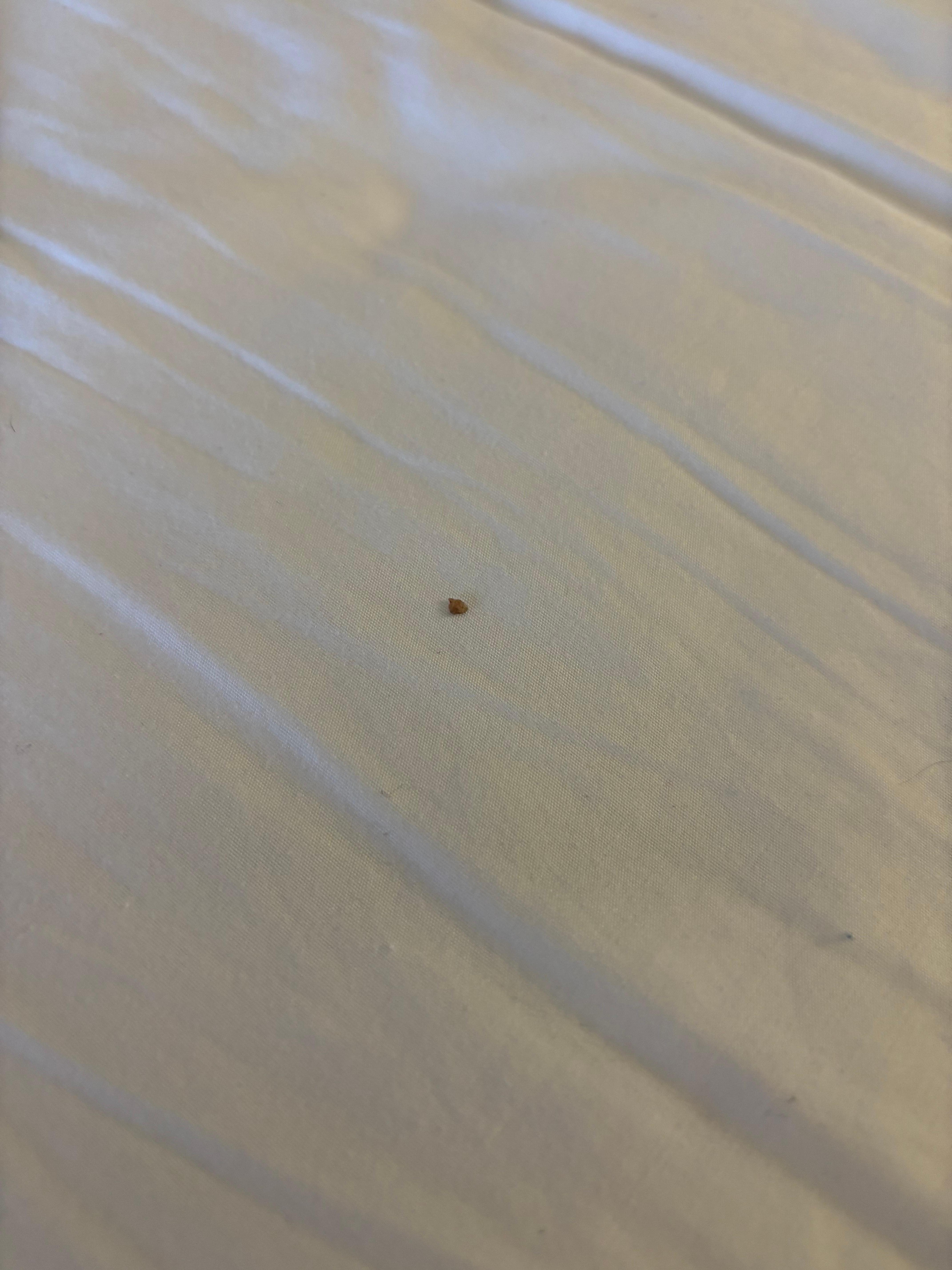 Looked like scabs in the bed 