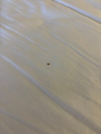 Looked like scabs in the bed