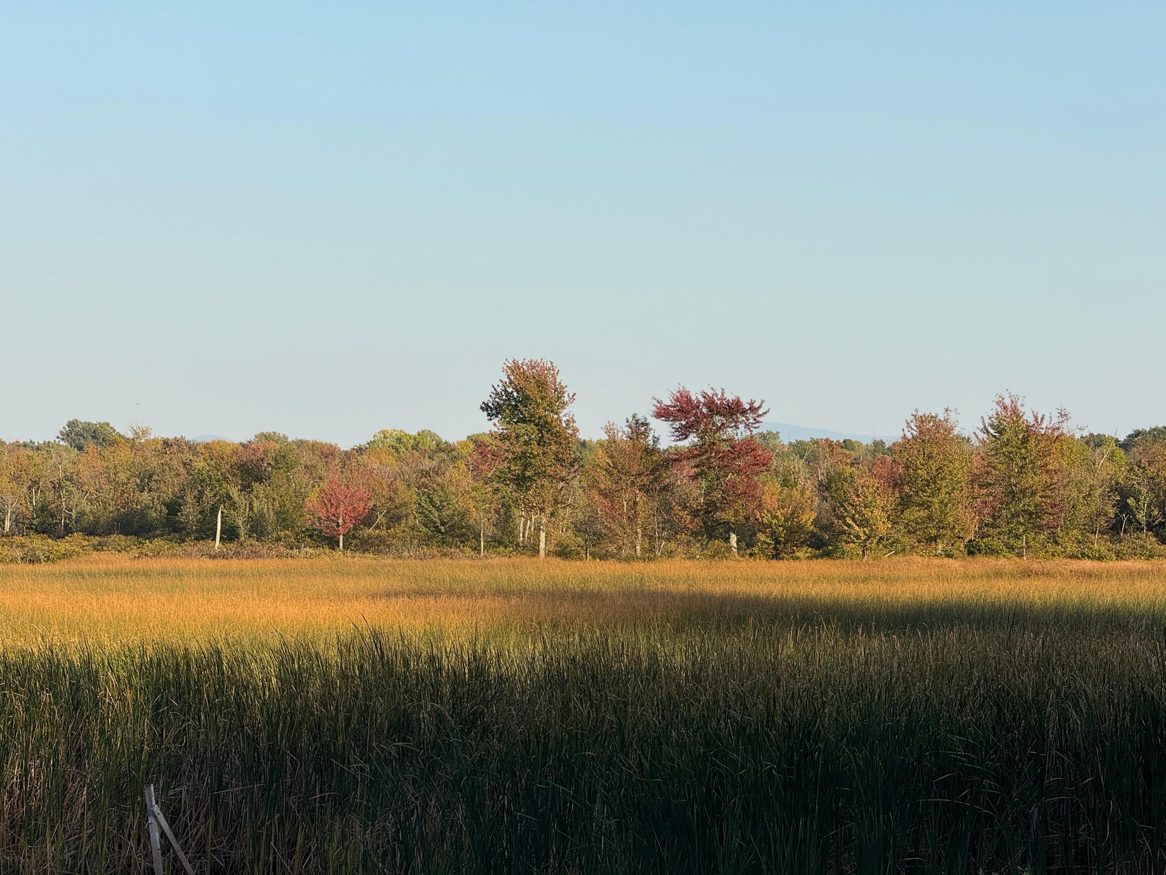 Reed and trees (from the deck)