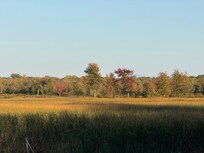 Reed and trees (from the deck)