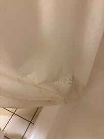 Moldy shower curtain