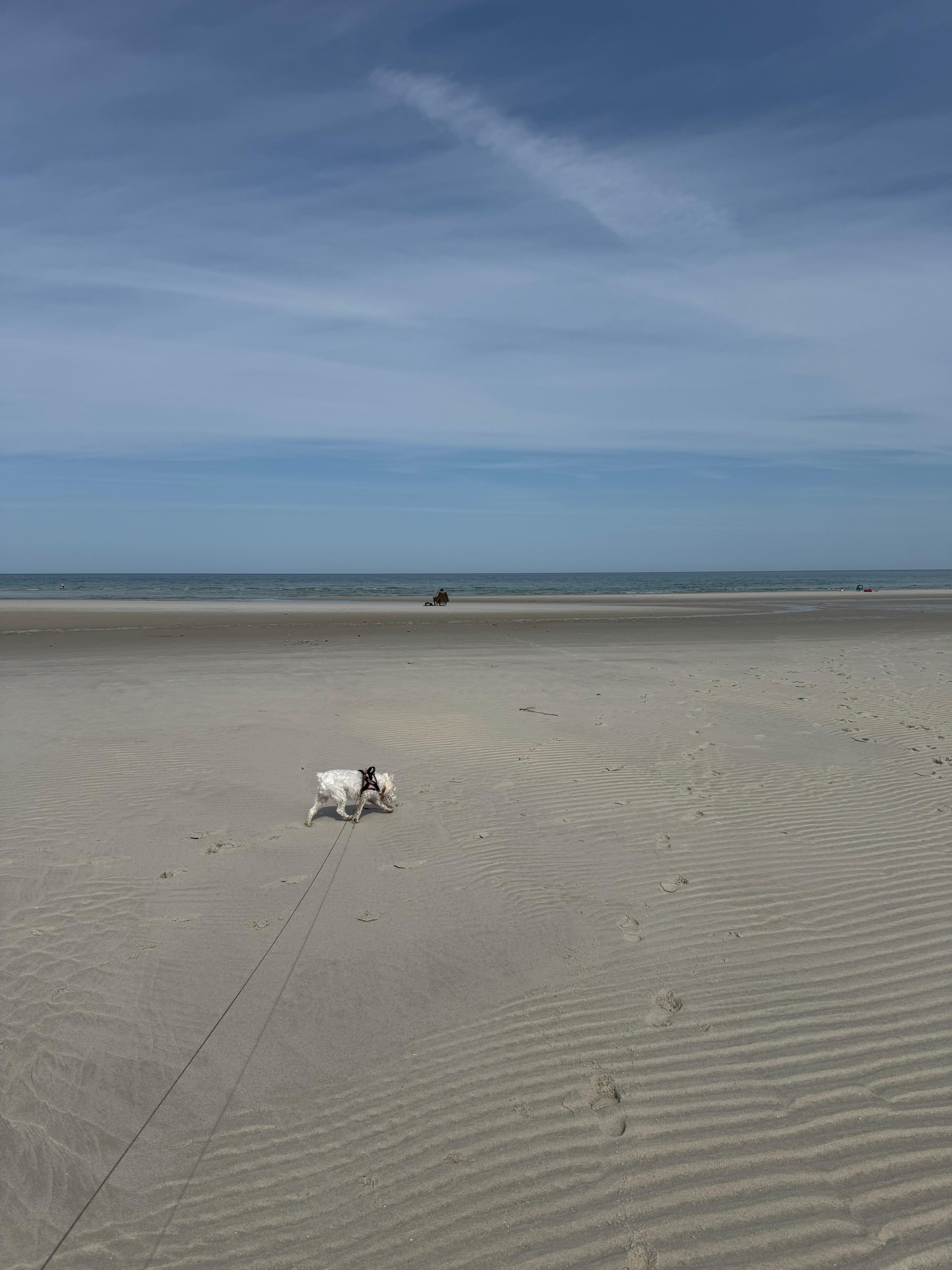Our dog Snowflake enjoying a swim 
